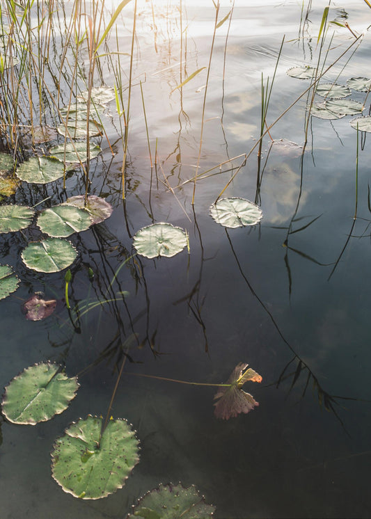 Lily&#039;s Tranquil Dawn | Canvas