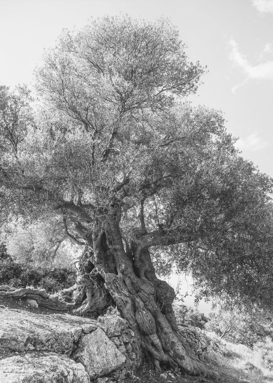 Ancient Sentinel | Poster