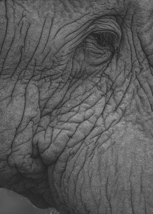Elephant&#039;s Wisdom | Canvas