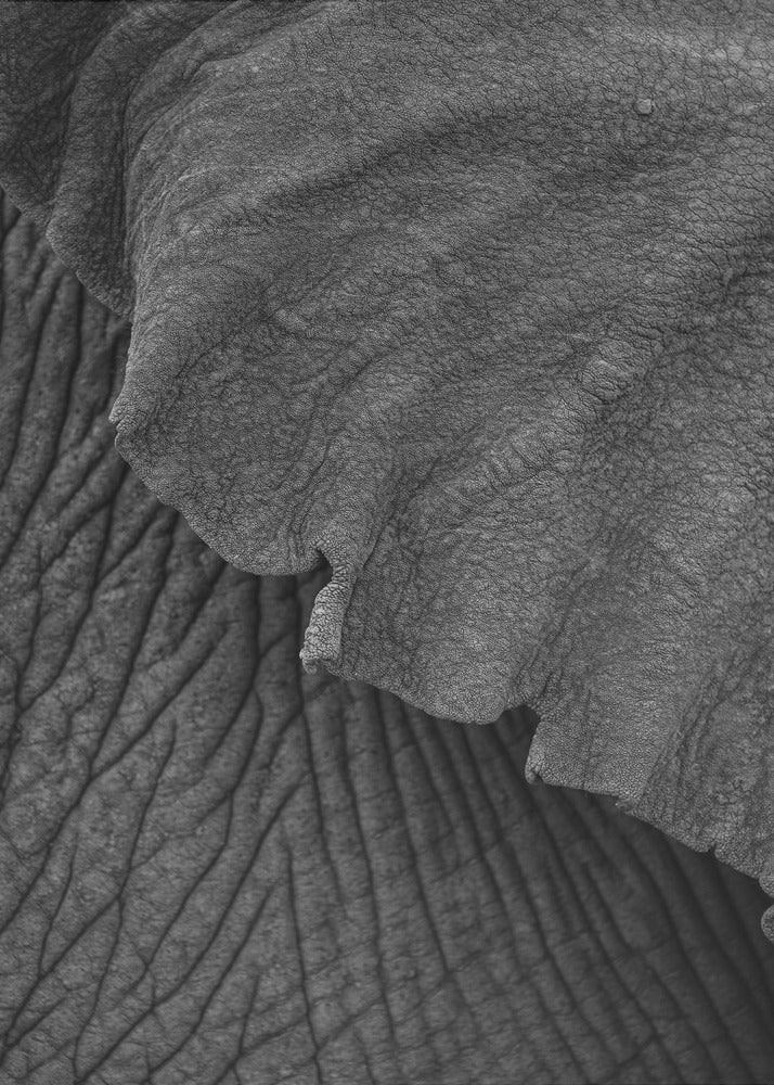 Wrinkles of Time | Canvas