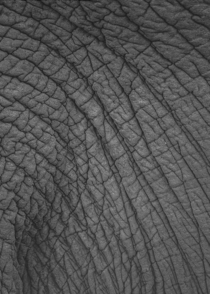 Elephant's Tapestry | Poster