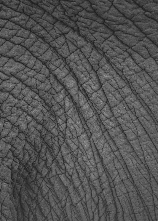 Elephant&#039;s Tapestry | Canvas