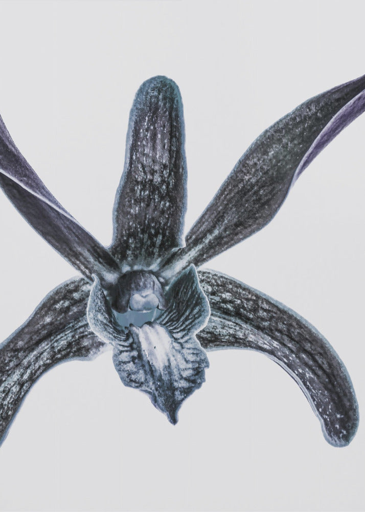 Midnight Blossom | Canvas