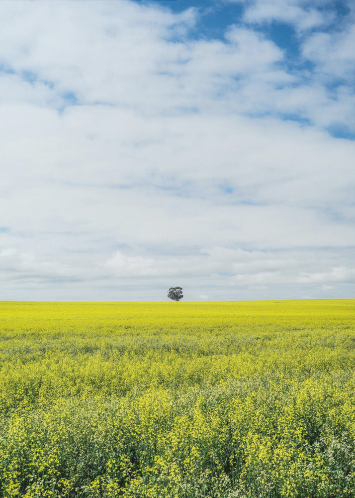 Solitary Tree Horizon | Canvas