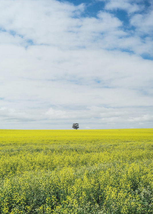 Solitary Tree Horizon | Canvas
