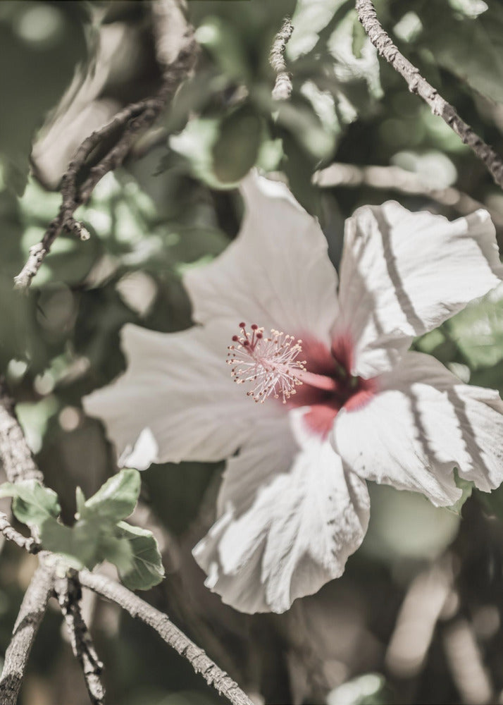 Whispering Blossom | Poster