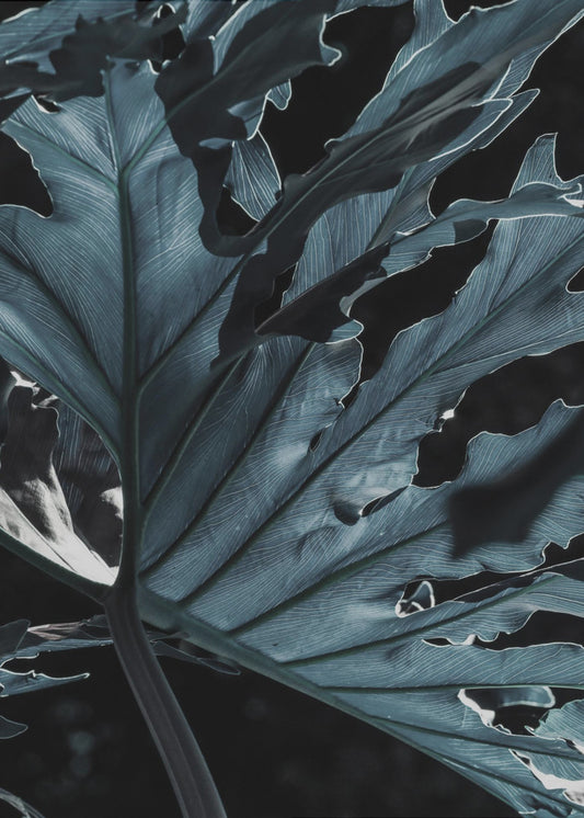 Leafy Shadowscape | Canvas