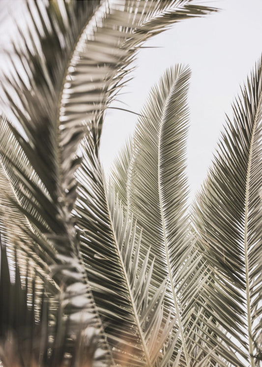 Whispers of Palms | Canvas