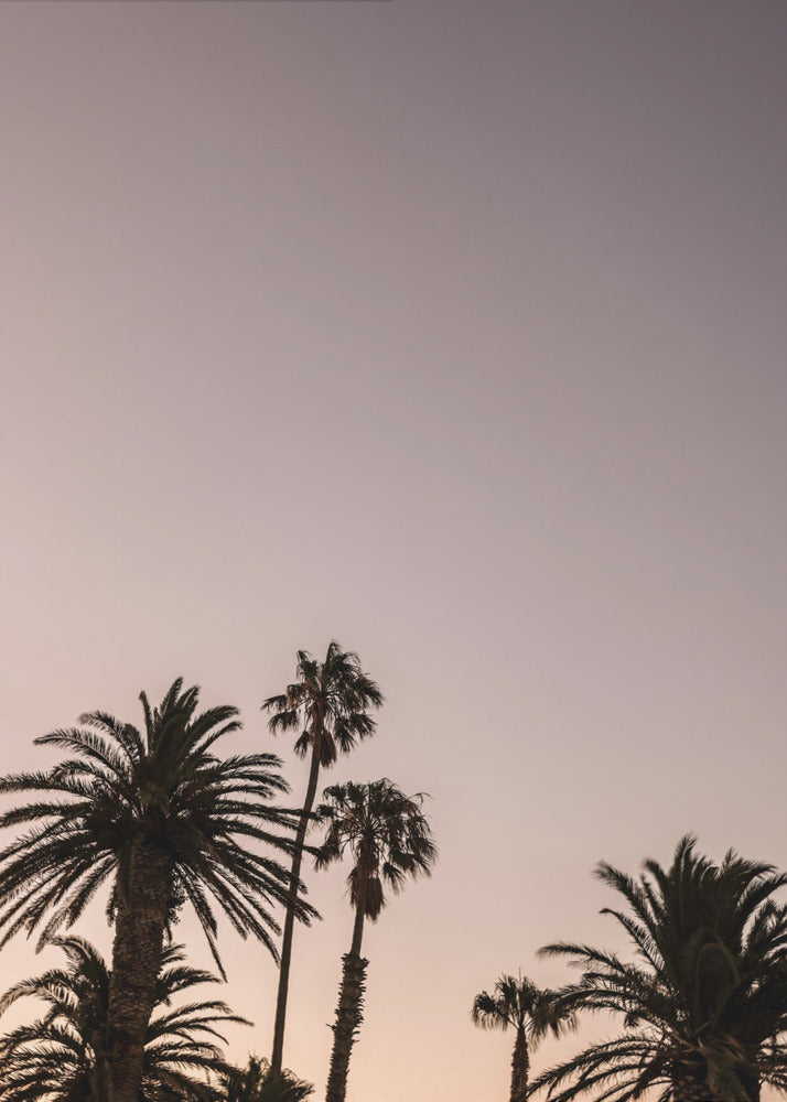 Twilight Palms | Canvas