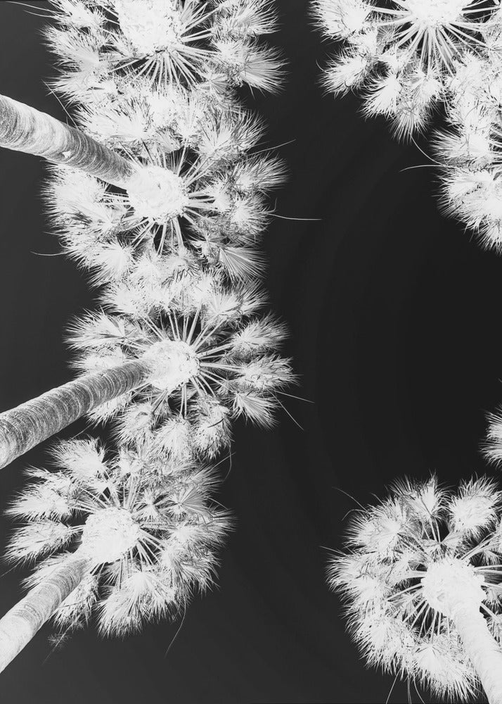 Inverted Palmscape | Canvas