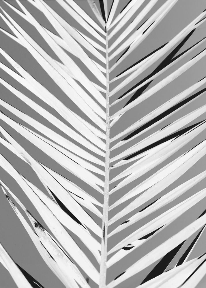 Monochrome Fronds | Canvas