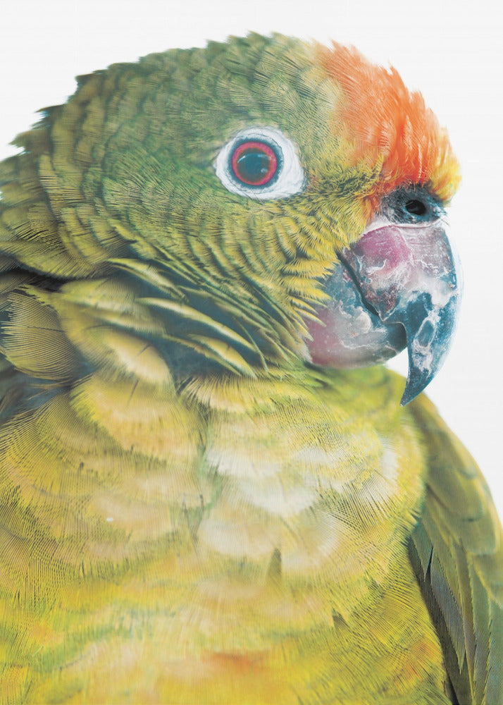 Vibrant Parrot Glance | Canvas