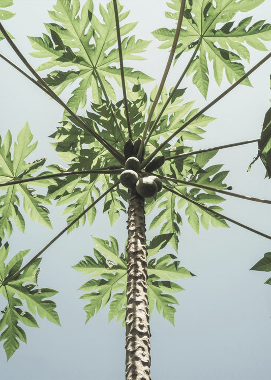 Skyward Papaya | Canvas