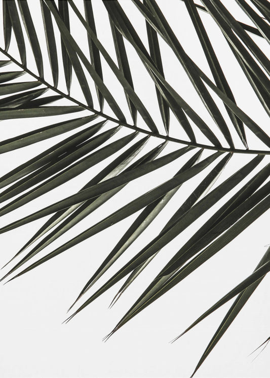 Frond Shadows | Canvas