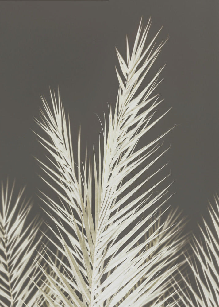 Luminescent Fronds | Canvas