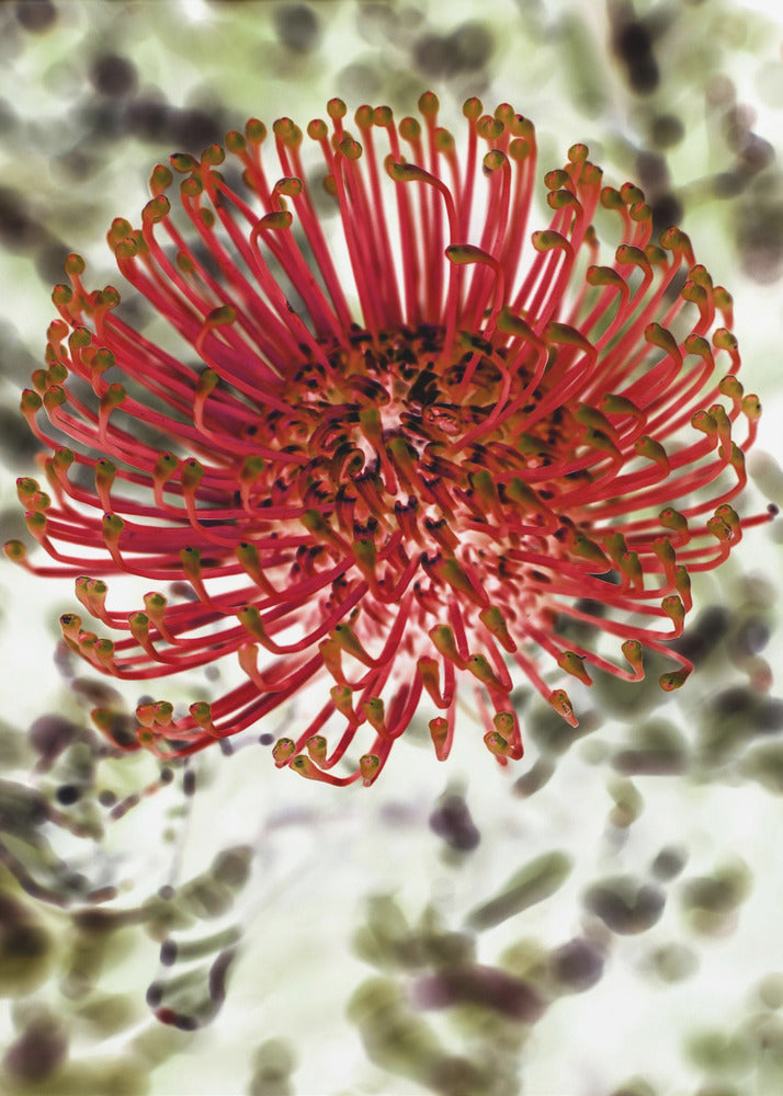 Radiant Blossom | Canvas