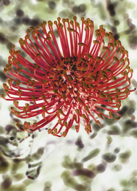 Radiant Blossom | Canvas