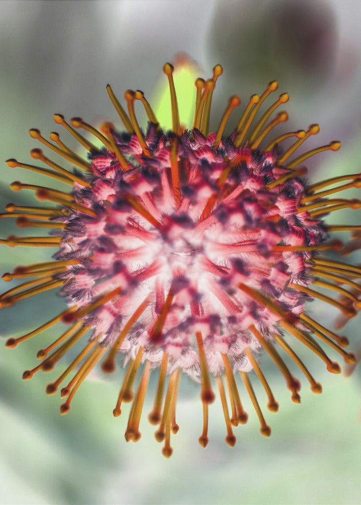 Blooming Radiance | Canvas