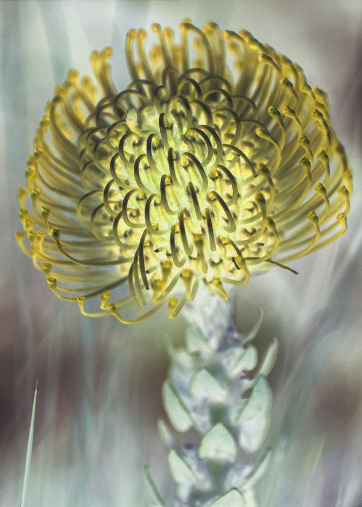 Golden Bloom Burst | Canvas