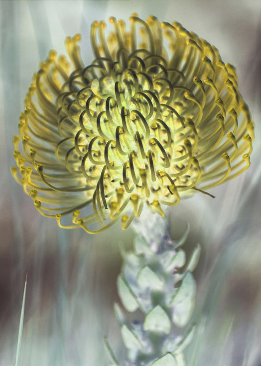 Golden Bloom Burst | Canvas