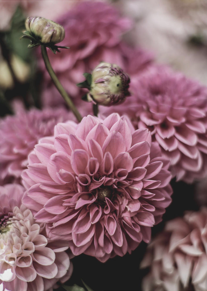 Petal Symphony | Canvas