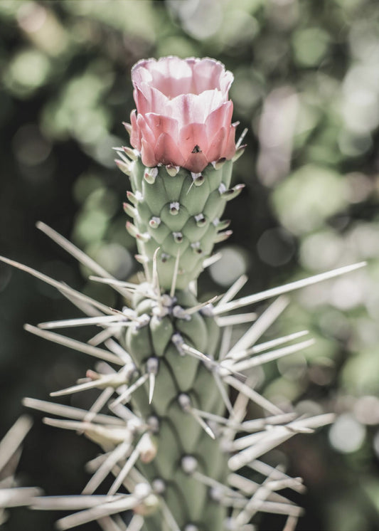Desert Blossom Beauty | Poster