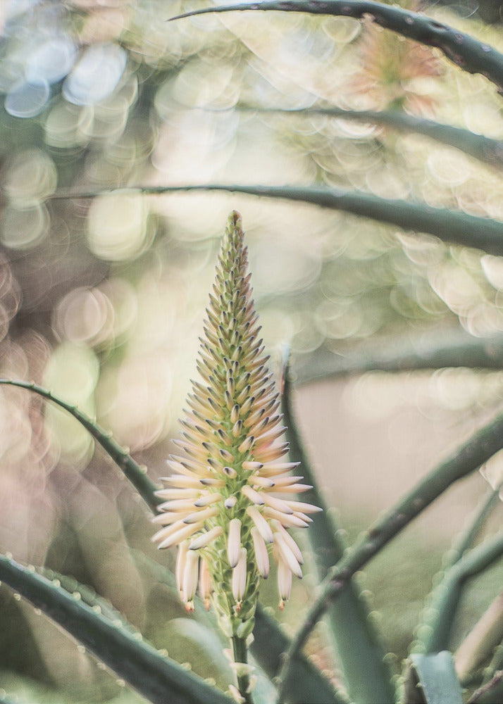 Succulent Serenity | Canvas