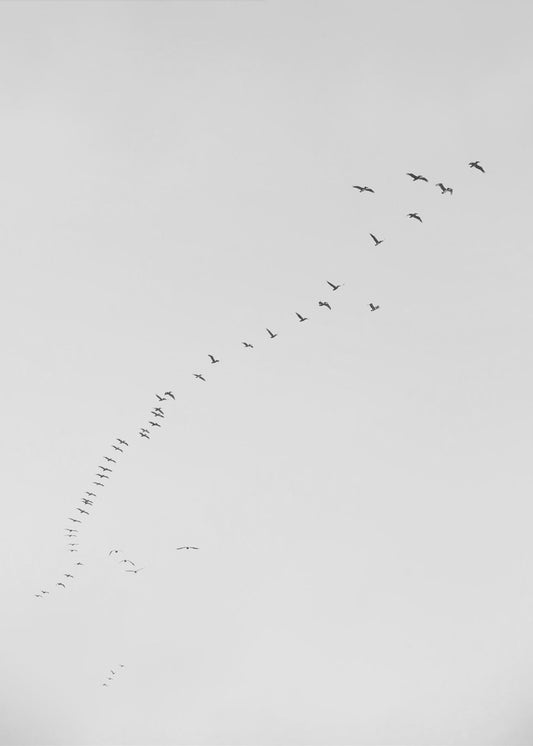 Flight in Formation | Poster
