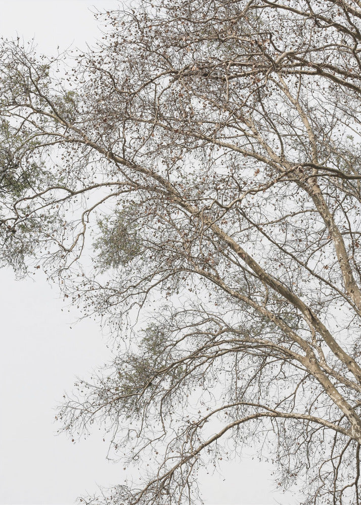 Winter&#039;s Whispering Branches | Canvas
