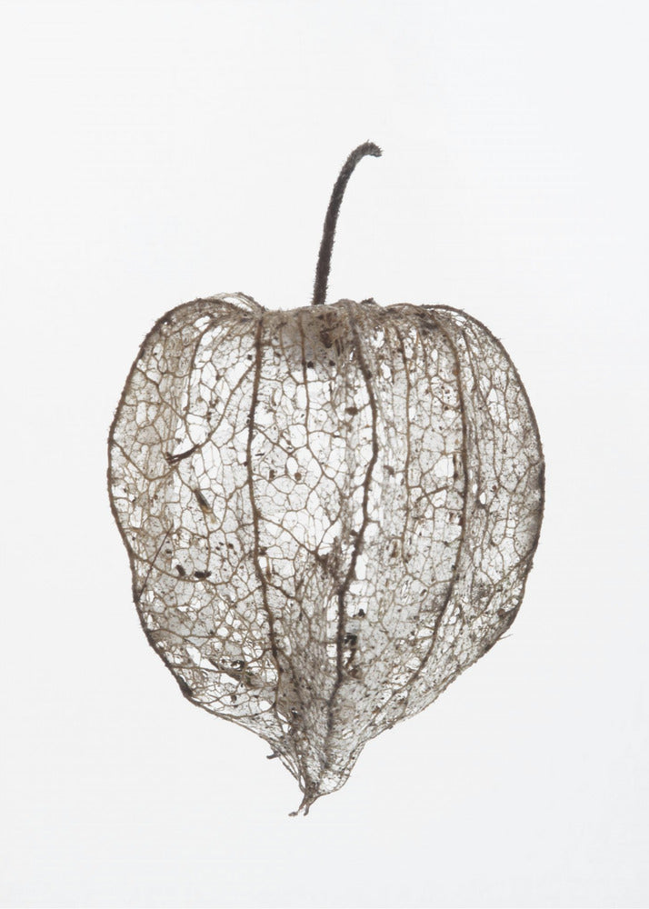 Fragile Nature&#039;s Veil | Canvas