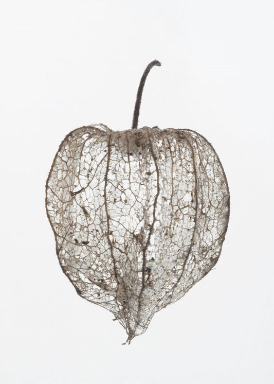 Fragile Nature&#039;s Veil | Canvas