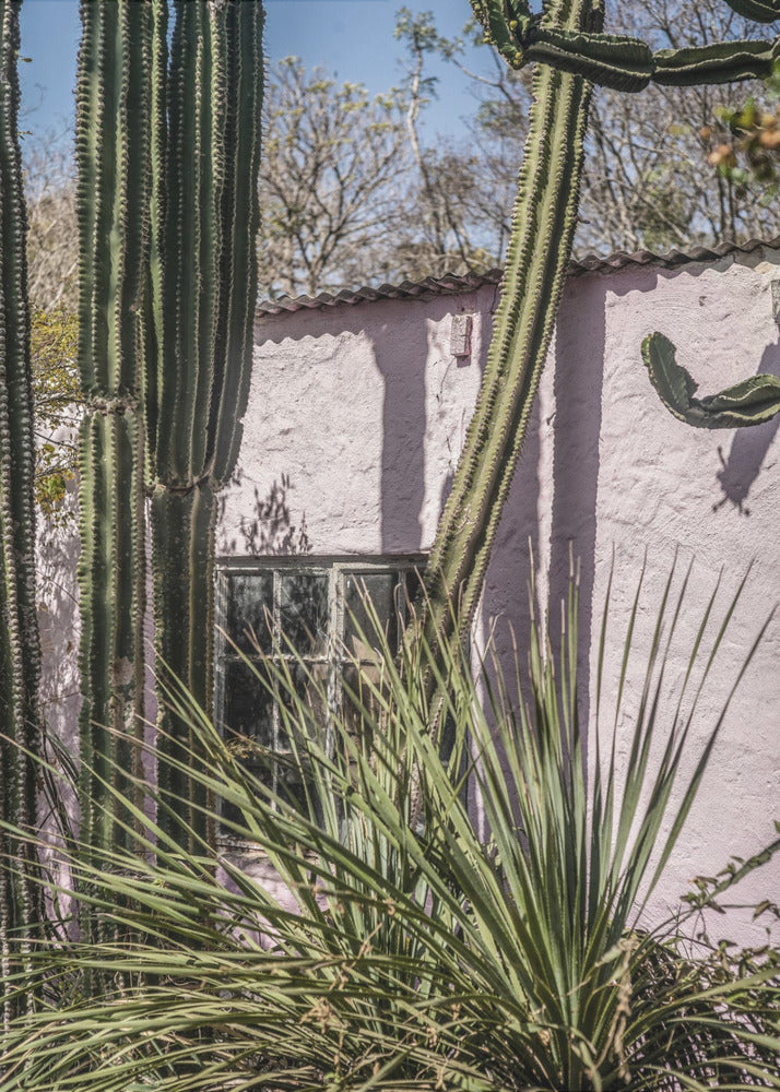 Cactus &amp; Pink Wall | Poster