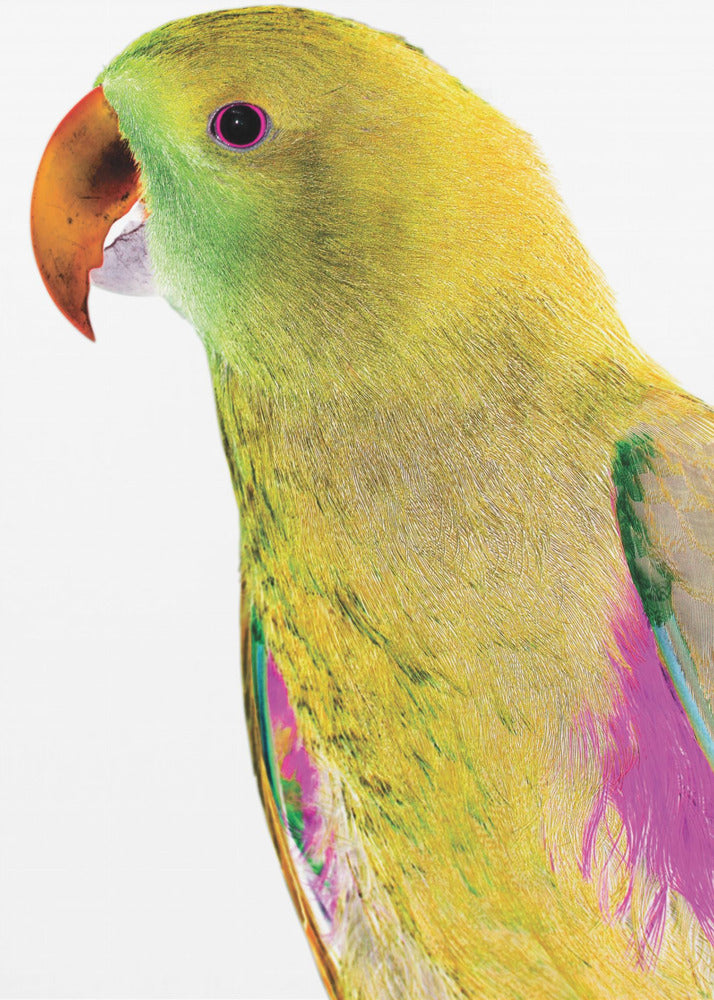 Vibrant Parrot Profile | Canvas