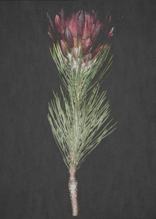 Protea Serenity | Canvas