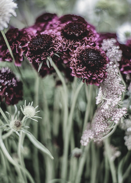 Whispers of Petals | Canvas