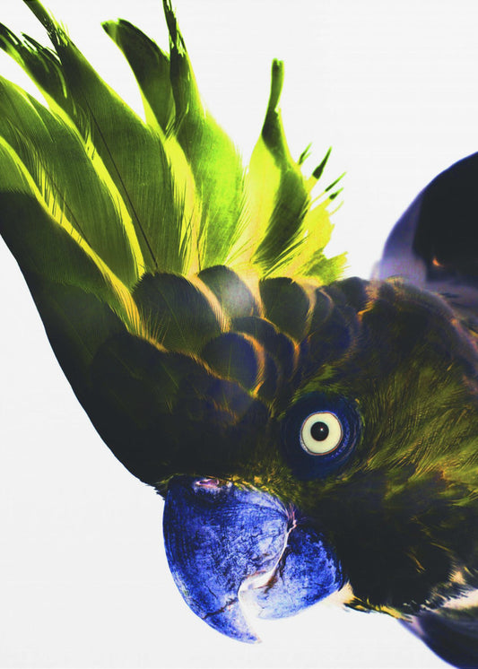 Vivid Bird Glance | Canvas