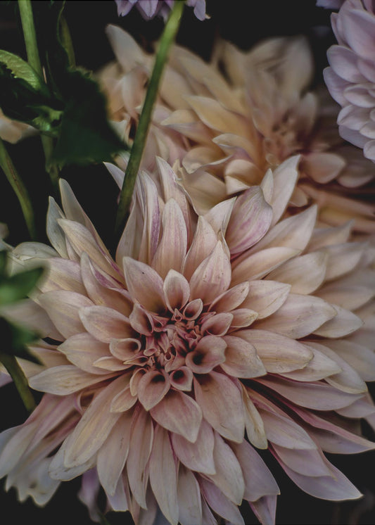 Petals in Bloom | Canvas