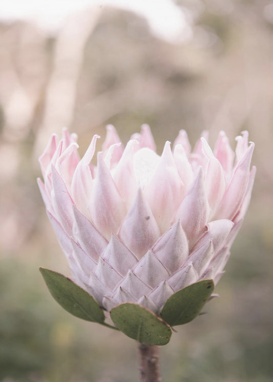 Blossom Majesty | Poster