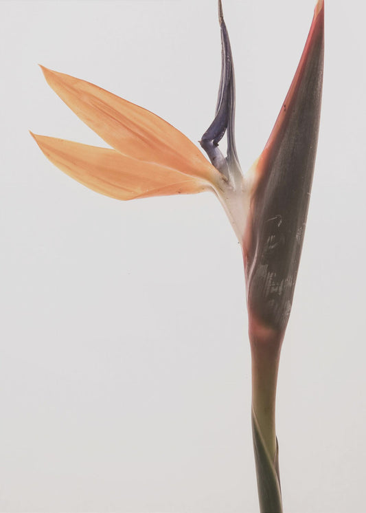 Vibrant Blossom | Canvas