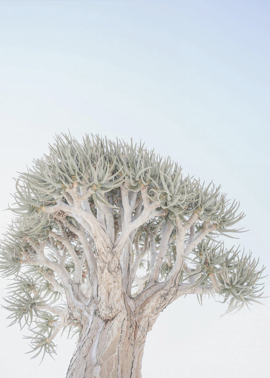 Ancient Serenity | Poster