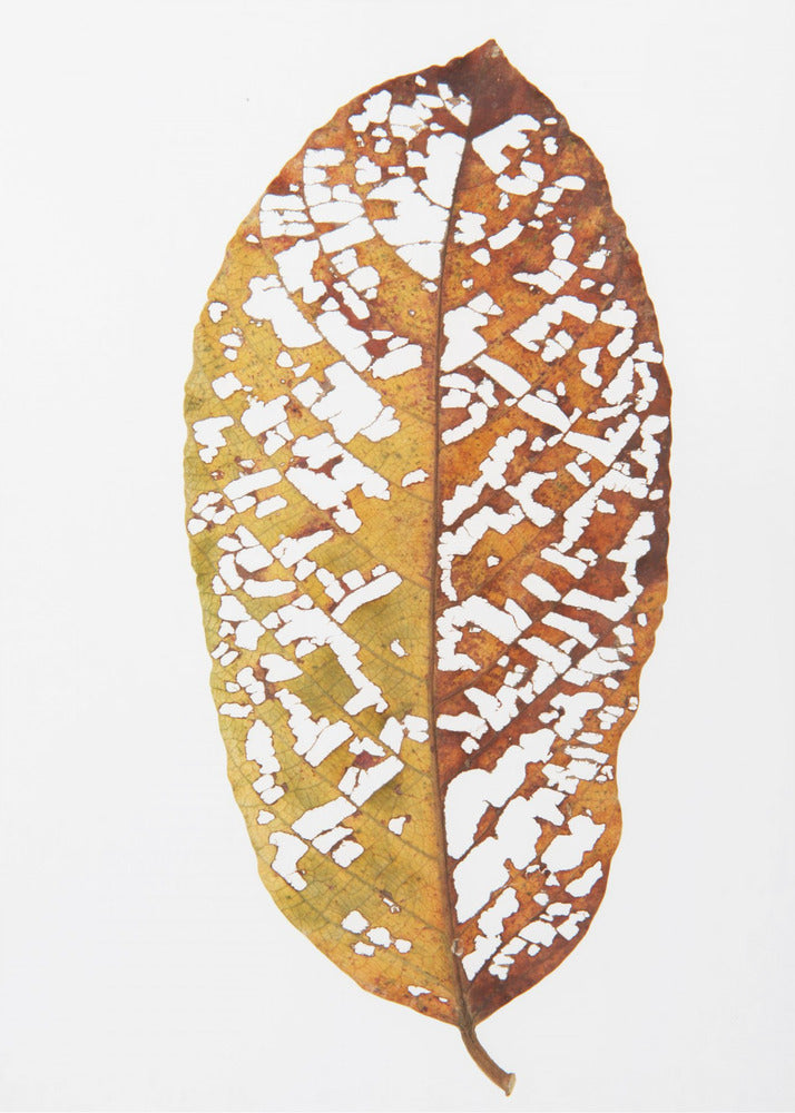 Faded Foliage Lace | Canvas