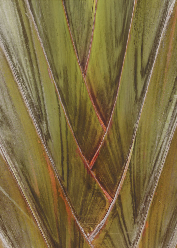 Verdant Vortex | Canvas