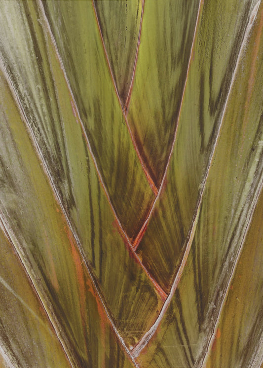 Verdant Vortex | Canvas