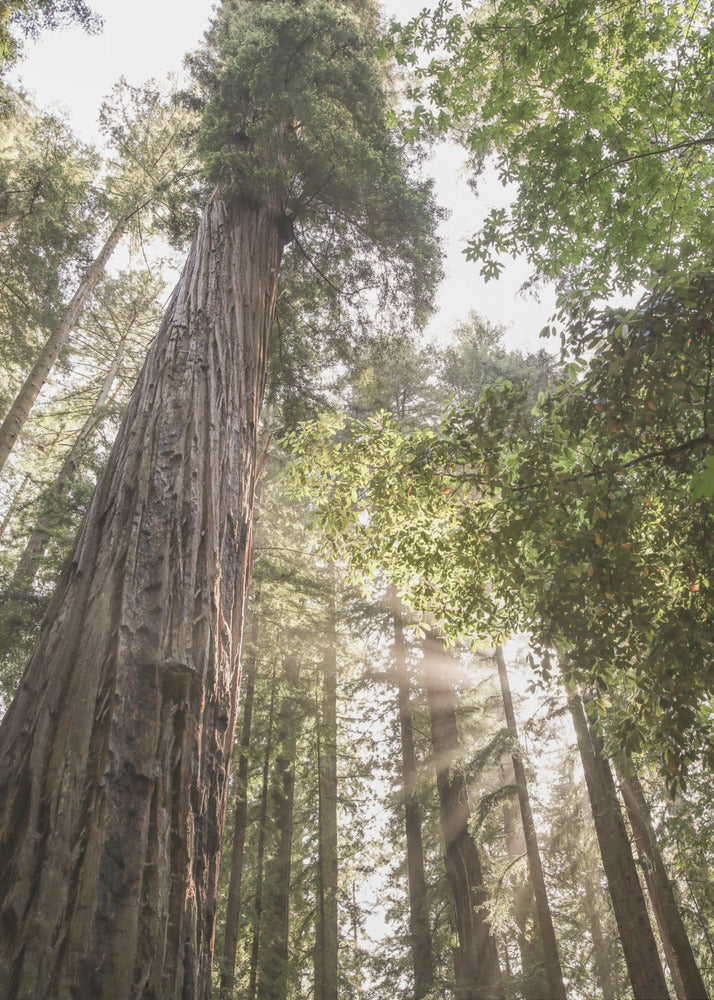 Towering Redwoods | Canvas
