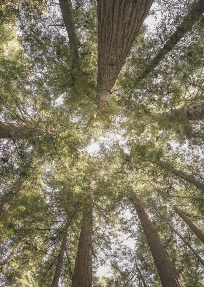 Beauty of Nature | Poster