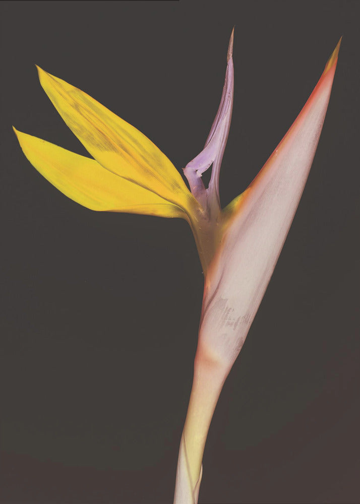 Exotic Blossom Glow | Canvas