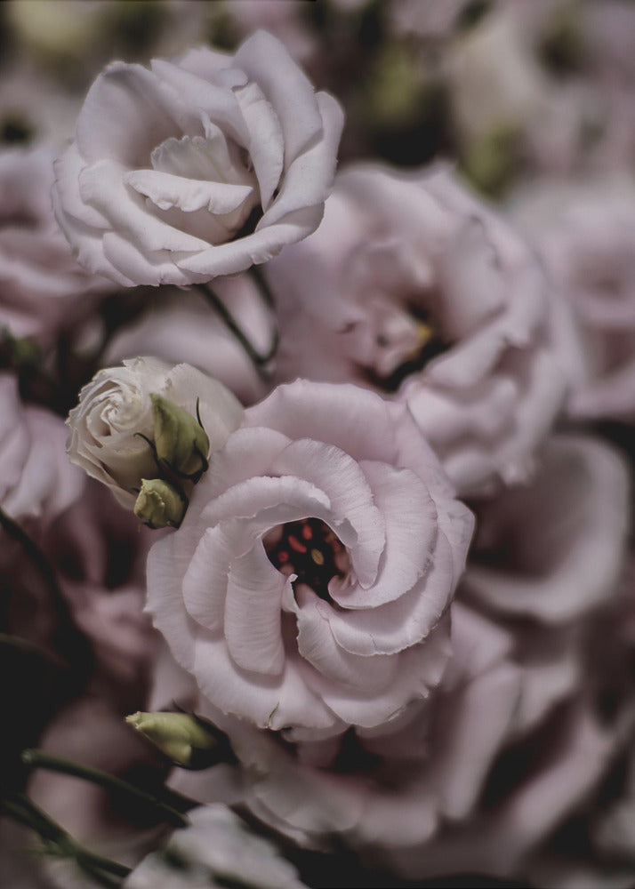Delicate Beauty of Pink Lisianthus Flower | Canvas