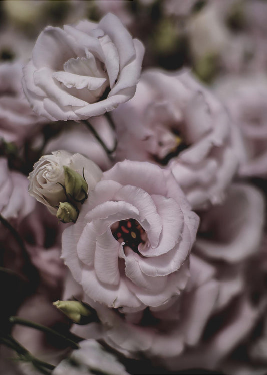 Delicate Beauty of Pink Lisianthus Flower | Canvas