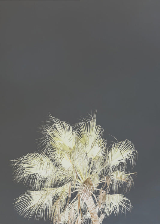 Luminous Palms | Poster