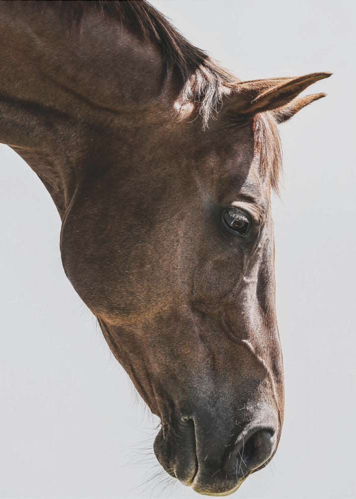 Portrait of a Horse Head | Canvas